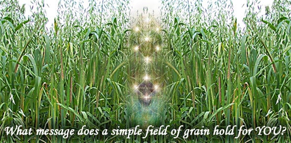 A Simple Field of Grain