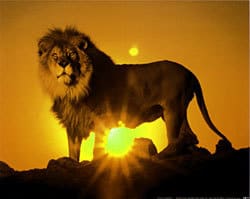 In-lionment